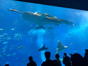 沖縄美ら海水族館に投稿された画像（2026/3/21）