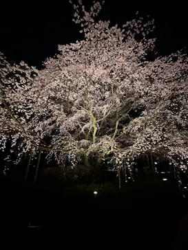 六義園に投稿された画像（2026/3/21）