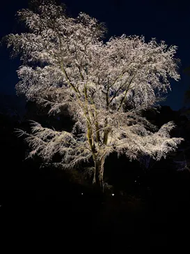 六義園に投稿された画像（2026/3/21）