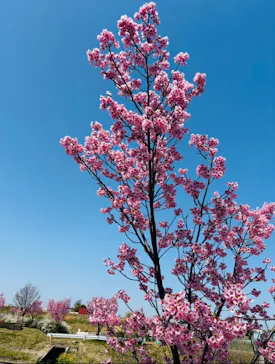 安城産業文化公園デンパークに投稿された画像（2026/3/21）