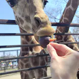 宇都宮動物園に投稿された画像（2026/3/21）