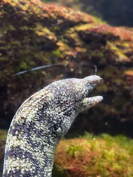 横浜・八景島シーパラダイスに投稿された画像（2026/3/21）