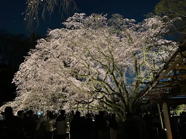 六義園に投稿された画像（2026/3/21）