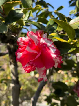 元離宮二条城に投稿された画像（2026/3/21）