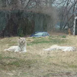 群馬サファリパークに投稿された画像（2026/3/21）