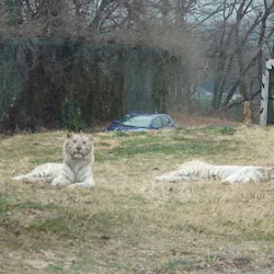 群馬サファリパークに投稿された画像（2026/3/21）