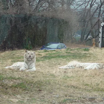 群馬サファリパークに投稿された画像（2026/3/21）