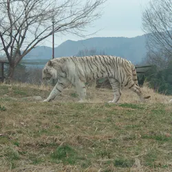 群馬サファリパークに投稿された画像（2026/3/21）