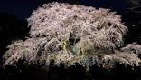 六義園に投稿された画像（2026/3/21）