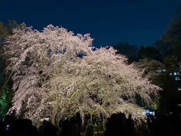 六義園に投稿された画像（2026/3/21）