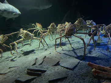 環境水族館アクアマリンふくしまに投稿された画像（2026/3/21）