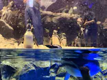 すみだ水族館に投稿された画像（2026/3/22）