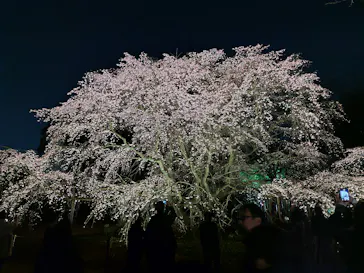 六義園に投稿された画像（2026/3/21）