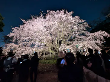 六義園に投稿された画像（2026/3/21）