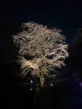 六義園に投稿された画像（2026/3/21）