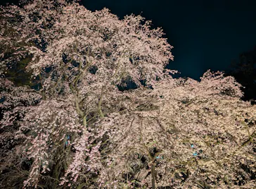 六義園に投稿された画像（2026/3/21）