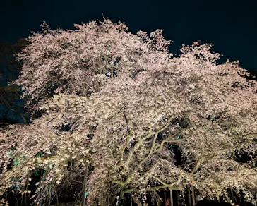 六義園に投稿された画像（2026/3/21）