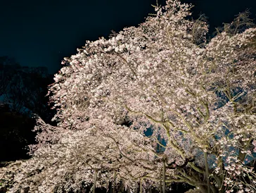 六義園に投稿された画像（2026/3/21）