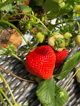 ICHIGOHOUSE.HITACHINAKAに投稿された画像（2026/3/21）