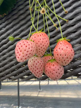 ICHIGOHOUSE.HITACHINAKAに投稿された画像（2026/3/21）