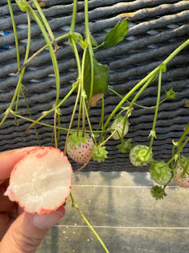 ICHIGOHOUSE.HITACHINAKAに投稿された画像（2026/3/21）