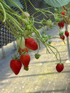 ICHIGOHOUSE.HITACHINAKAに投稿された画像（2026/3/21）