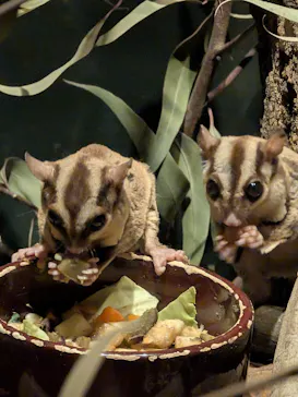 こども動物自然公園（埼玉県公園緑地協会）に投稿された画像（2026/3/21）
