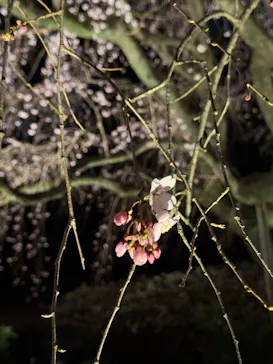 六義園に投稿された画像（2026/3/21）