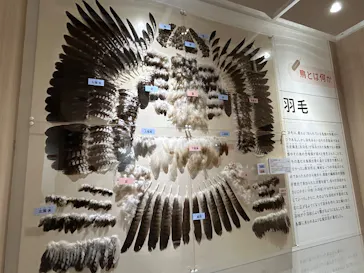 特別展「鳥 ～ゲノム解析が解き明かす新しい鳥類の系統～」に投稿された画像（2026/3/21）