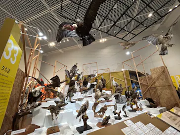 特別展「鳥 ～ゲノム解析が解き明かす新しい鳥類の系統～」に投稿された画像（2026/3/21）