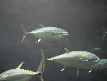 葛西臨海水族園に投稿された画像（2026/3/21）