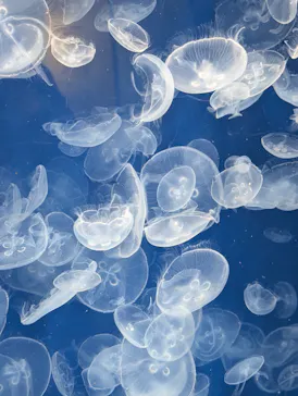 葛西臨海水族園に投稿された画像（2026/3/21）