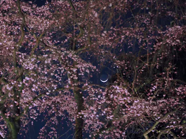 六義園に投稿された画像（2026/3/22）