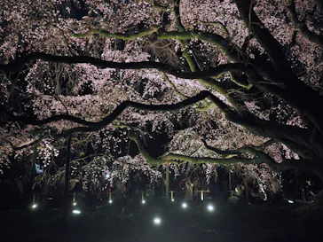 六義園に投稿された画像（2026/3/22）