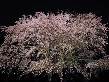 六義園に投稿された画像（2026/3/22）