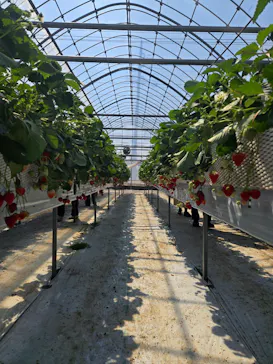 ICHIGOHOUSE.MITAKAに投稿された画像（2026/3/22）