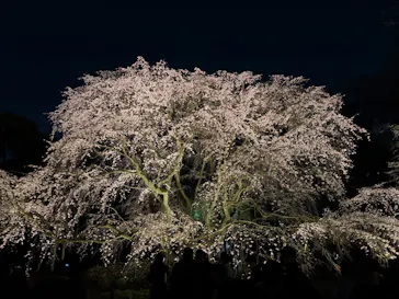 六義園に投稿された画像（2026/3/22）