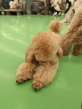 つくばわんわんランドに投稿された画像（2026/3/22）