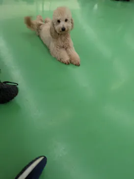 つくばわんわんランドに投稿された画像（2026/3/22）