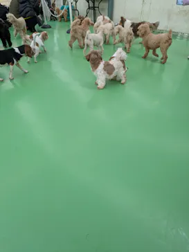 つくばわんわんランドに投稿された画像（2026/3/22）