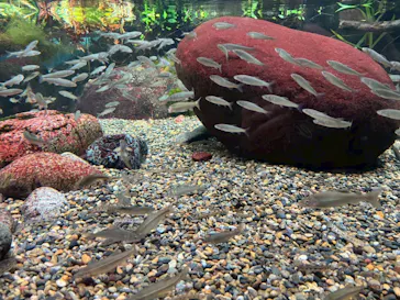 世界淡水魚園水族館　アクア・トトぎふに投稿された画像（2026/3/22）