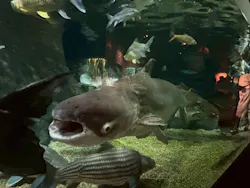 世界淡水魚園水族館　アクア・トトぎふに投稿された画像（2026/3/22）