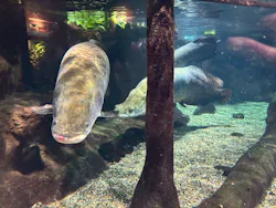 世界淡水魚園水族館　アクア・トトぎふに投稿された画像（2026/3/22）