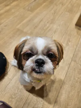 いぬカフェRio 浅草店に投稿された画像（2026/3/22）