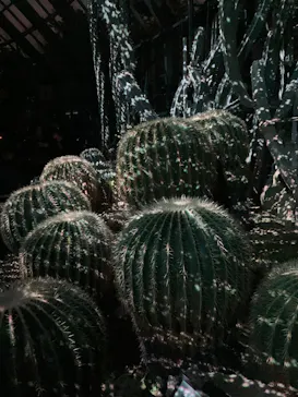 京都府立植物園　LIGHT CYCLES KYOTOに投稿された画像（2026/3/22）