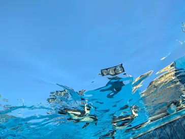 サンシャイン水族館に投稿された画像（2026/3/22）