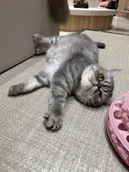 猫カフェPuchiMarry　イオンモール高岡店に投稿された画像（2026/3/22）