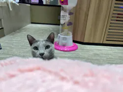 猫カフェPuchiMarry　イオンモール高岡店に投稿された画像（2026/3/22）