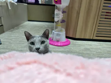 猫カフェPuchiMarry　イオンモール高岡店に投稿された画像（2026/3/22）