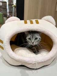 猫カフェPuchiMarry　イオンモール高岡店に投稿された画像（2026/3/22）